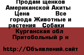 Продам щенков Американской Акиты › Цена ­ 25 000 - Все города Животные и растения » Собаки   . Курганская обл.,Притобольный р-н